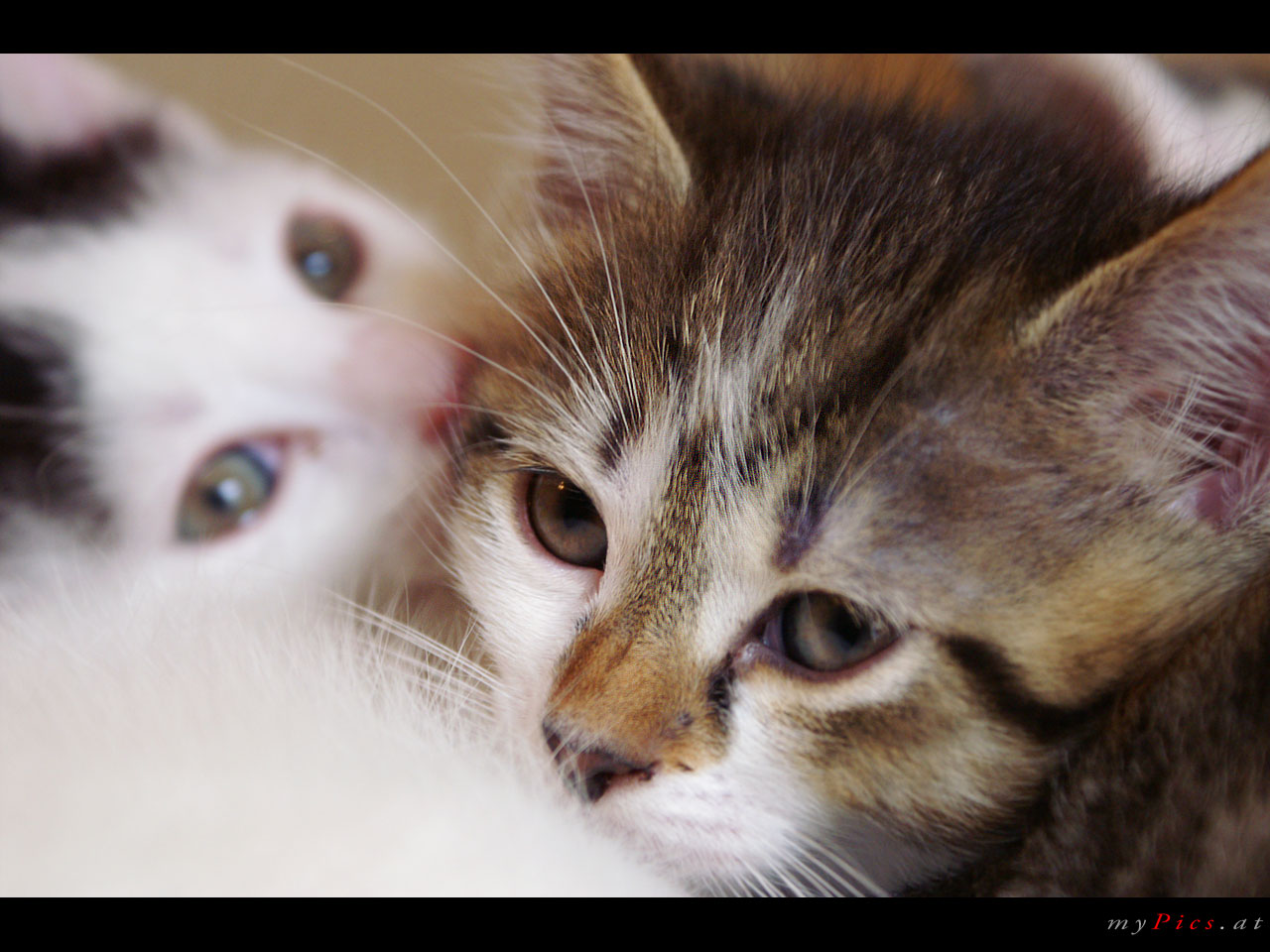 Zwei Katzen Im Fotoalbum Katzen Wallpaper - Domestic Short-haired Cat - HD Wallpaper 