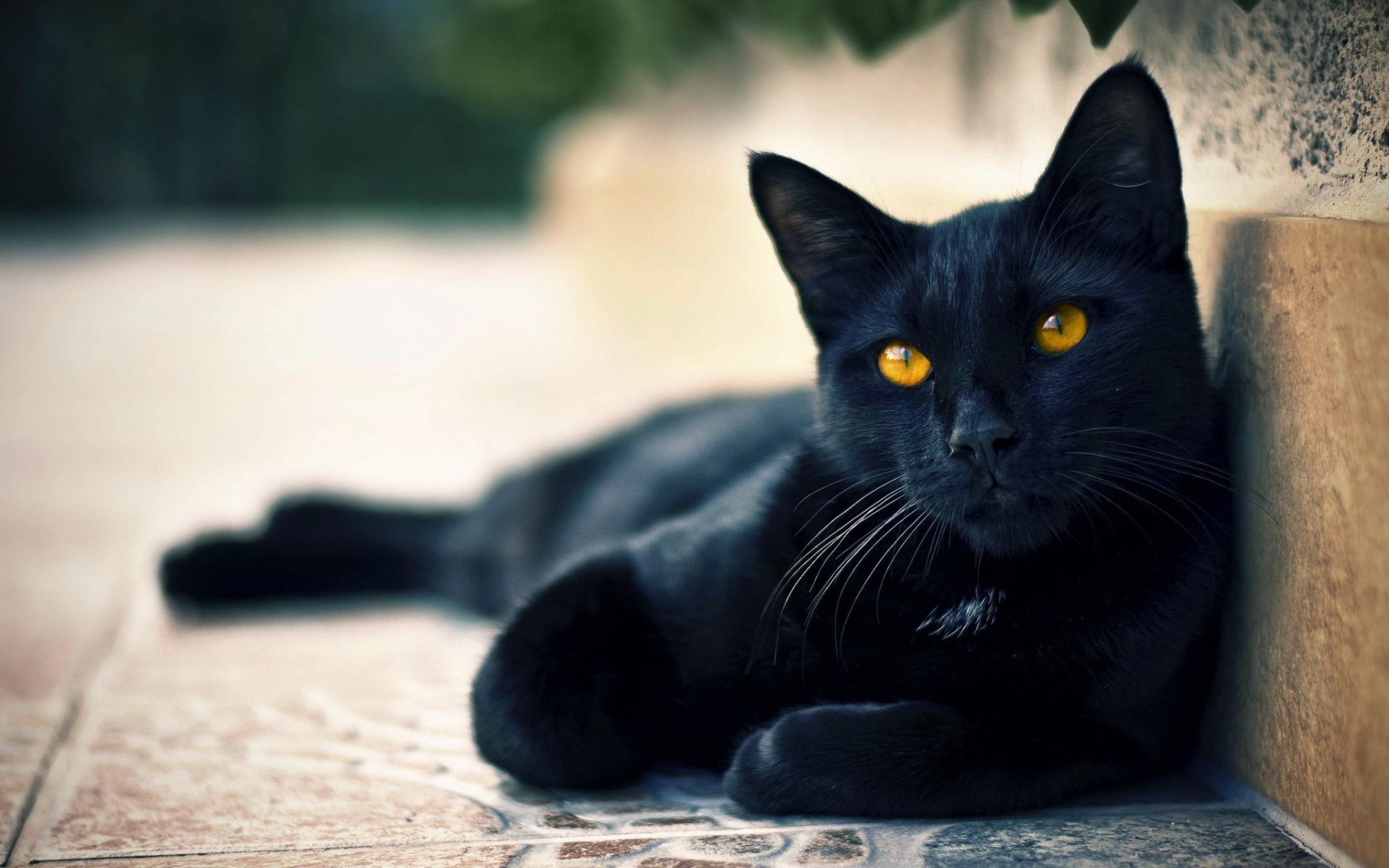 1000 Images About Schwarze Katzen On Pinterest Persian - Black Cat With Amber Eyes - HD Wallpaper 