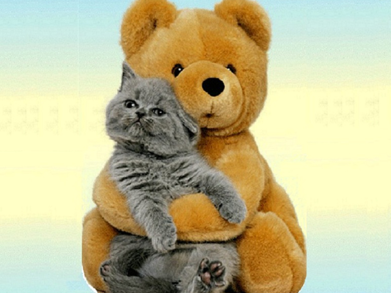 Teddy Bear And Cat - HD Wallpaper 