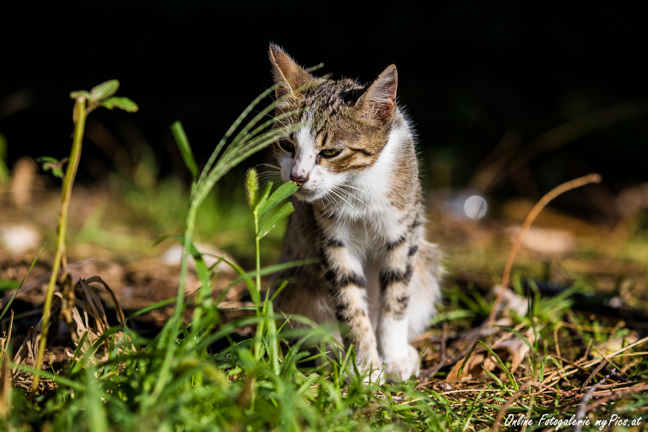 Hauskatze In Kroatien Im Fotoalbum Katzen Wallpaper - Domestic Short-haired Cat - HD Wallpaper 