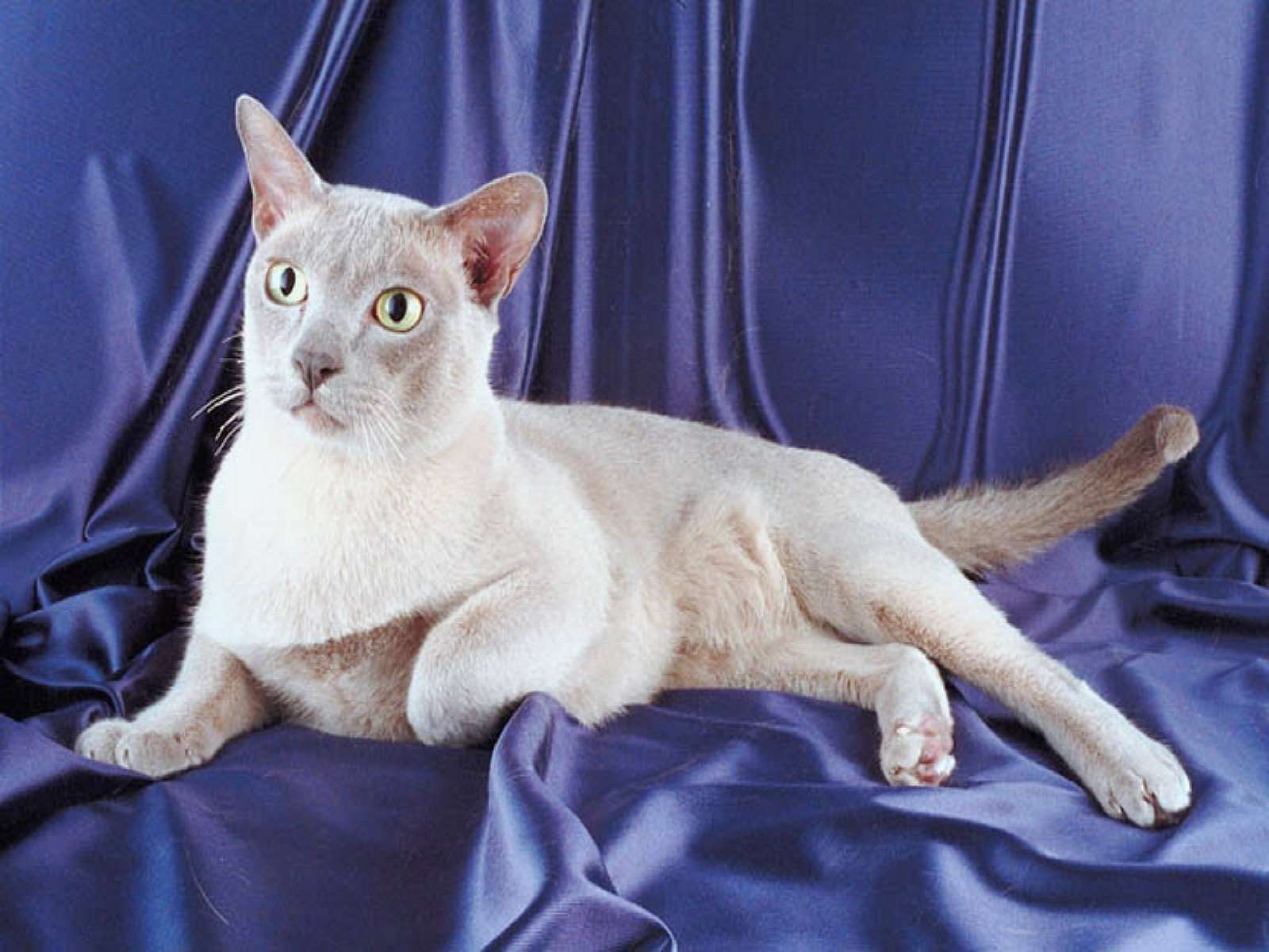 Oriental Shorthair - HD Wallpaper 