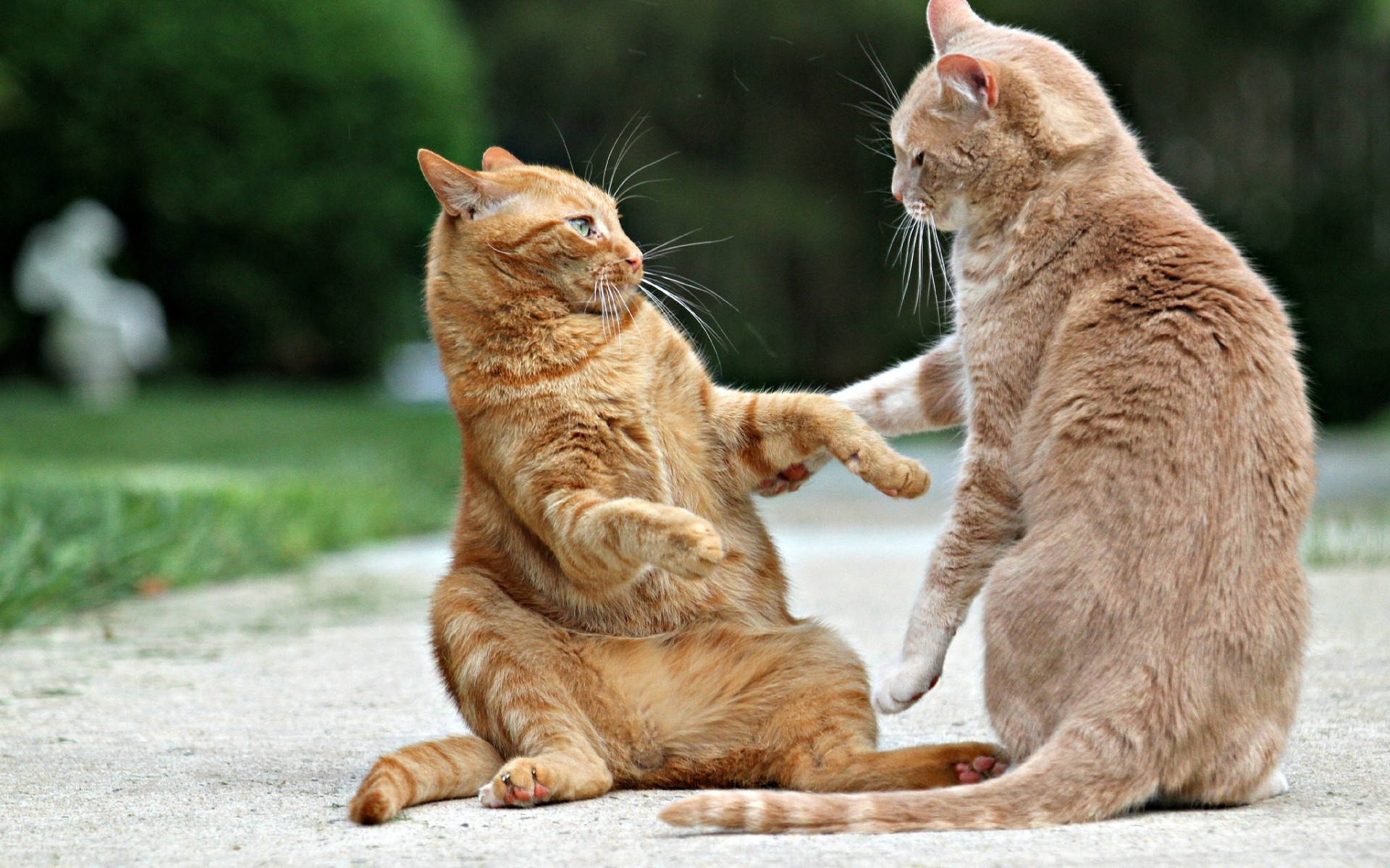 Cat Face To Face - HD Wallpaper 