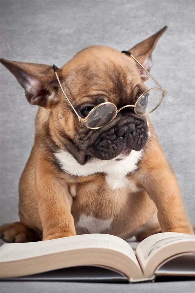 Funny Dog Wallpaper For Phone - 640x960 Wallpaper Funny Dog Wallpaper For Phone - 640x960 Wallpaper