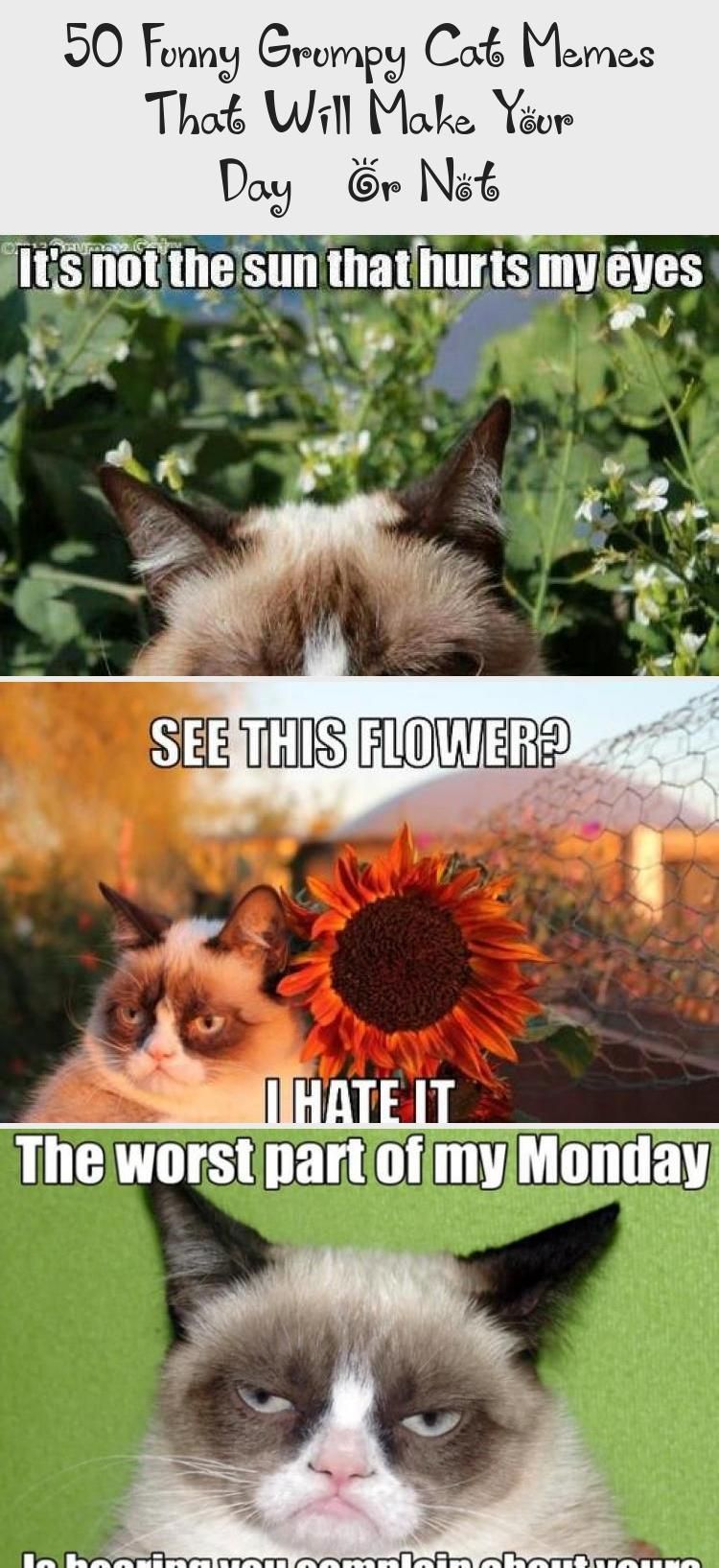 50 Lustige Mürrische Katze Meme, Die Ihren Tag Machen - Hills Are Alive With The Sound - HD Wallpaper 