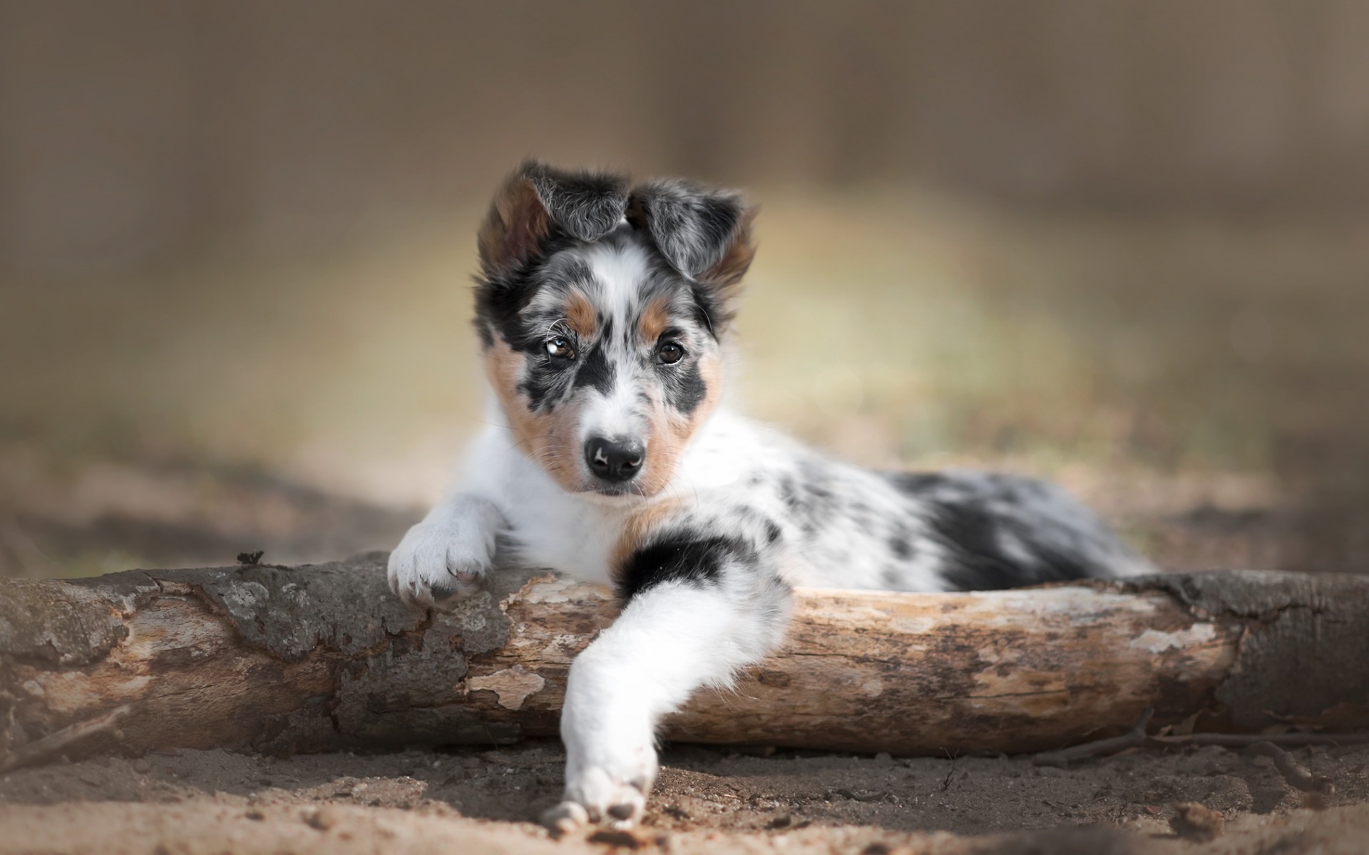 Australian Shepherd Dog, Puppy, Little Cute Dog, Pets, - Chien Berger Australien Chiot - HD Wallpaper 