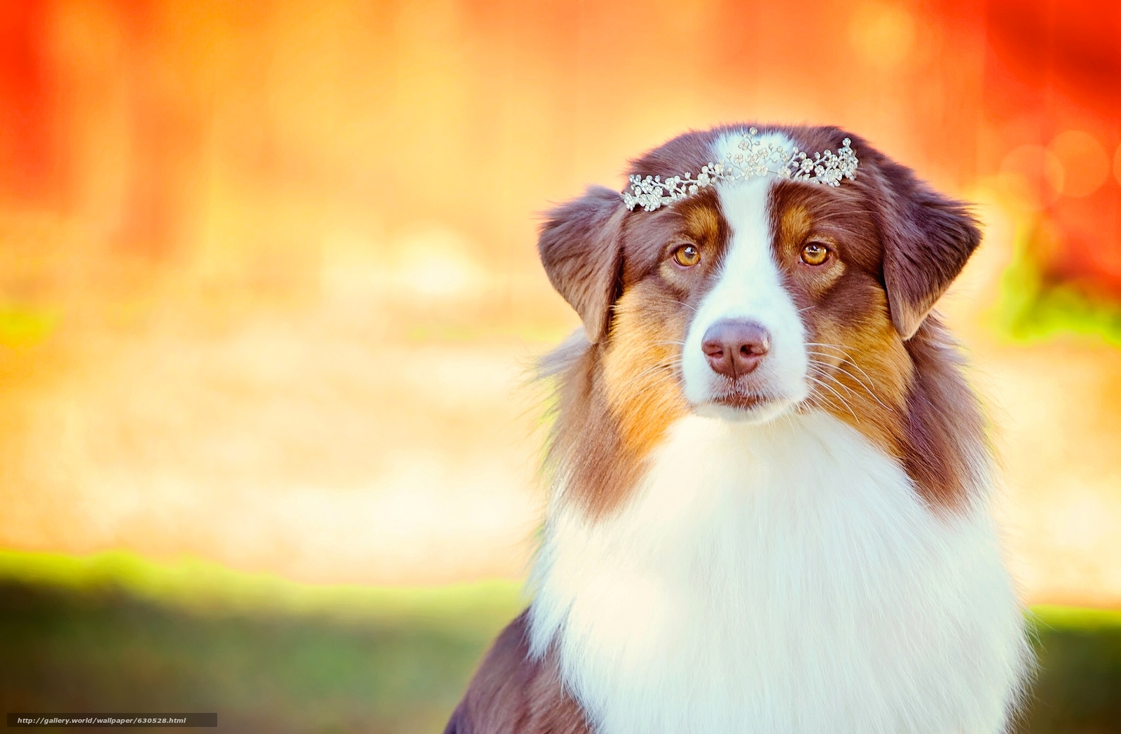 Download Wallpaper Australian Shepherd, Aussies, Dog, - Australian Shepherd - HD Wallpaper 