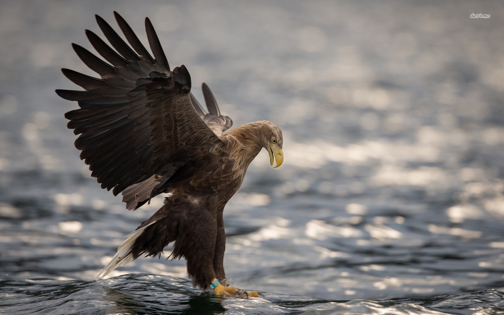 Eagle - HD Wallpaper 