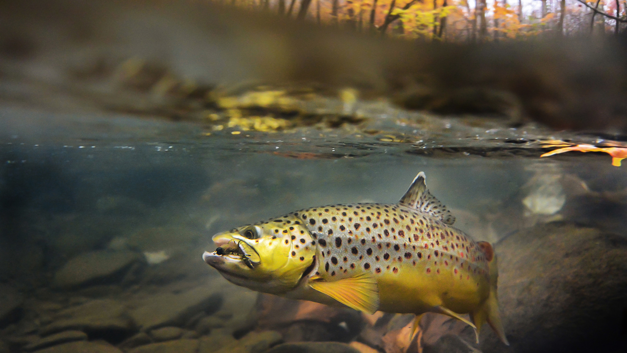 2000x1125, Trout Wallpapers - Trout Fishing Backgrounds - HD Wallpaper 