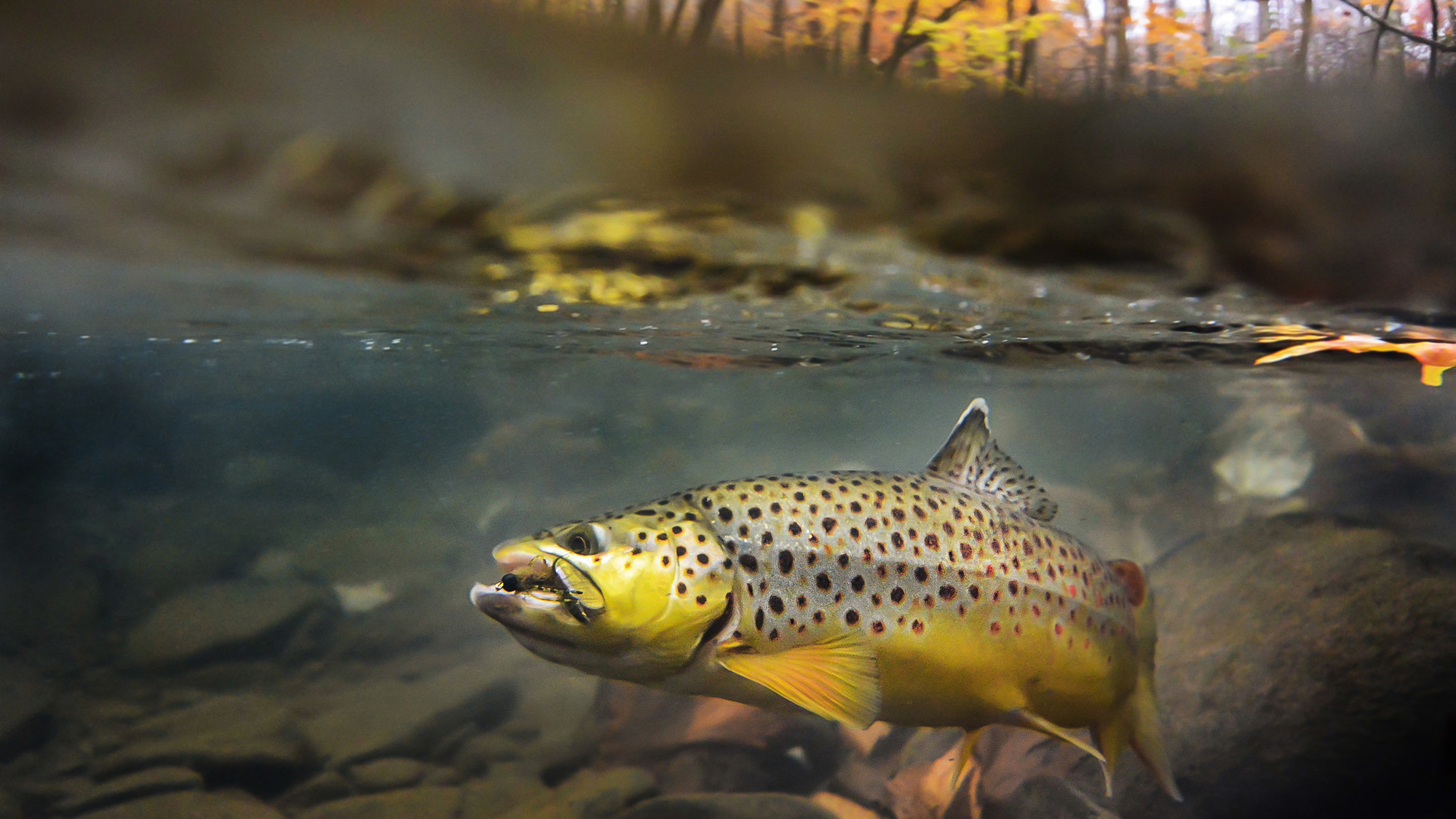 2000x1125 Trout Wallpapers Trout Fishing Backgrounds 2000x1125 Wallpaper Teahub Io