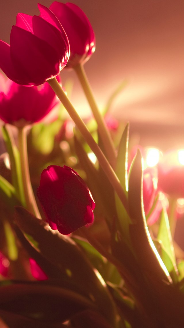 Tulips, 4k, Hd Wallpaper, Red, Valentine S Day, February - Tulips Wallpaper Hd - HD Wallpaper 