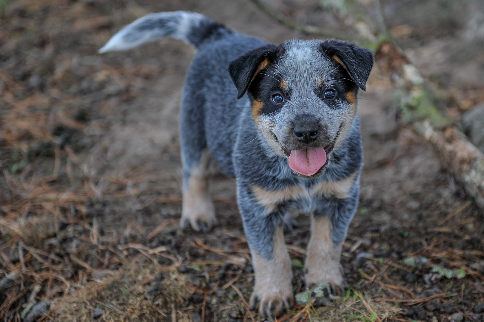 Nice Wallpapers Australian Cattle Dog 1600x1065px - Blue Cattle Dog Pups - HD Wallpaper 