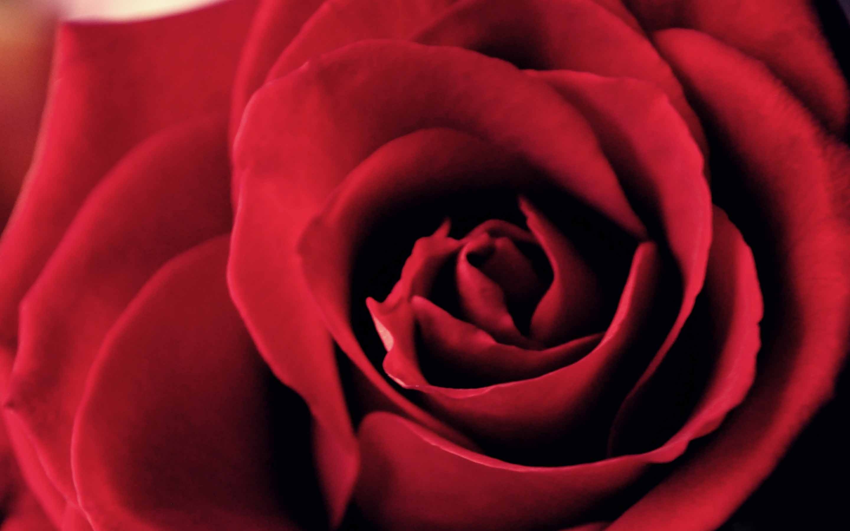 Wallpaper - HD Wallpaper 