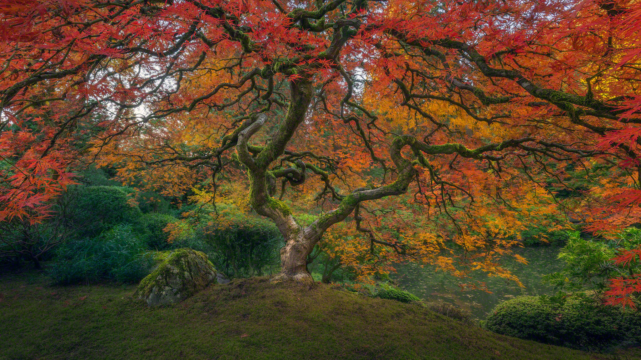 Baum Erde/natur Herbst Foliage Japanese Garden Wallpaper - Japanese Autumn - HD Wallpaper 