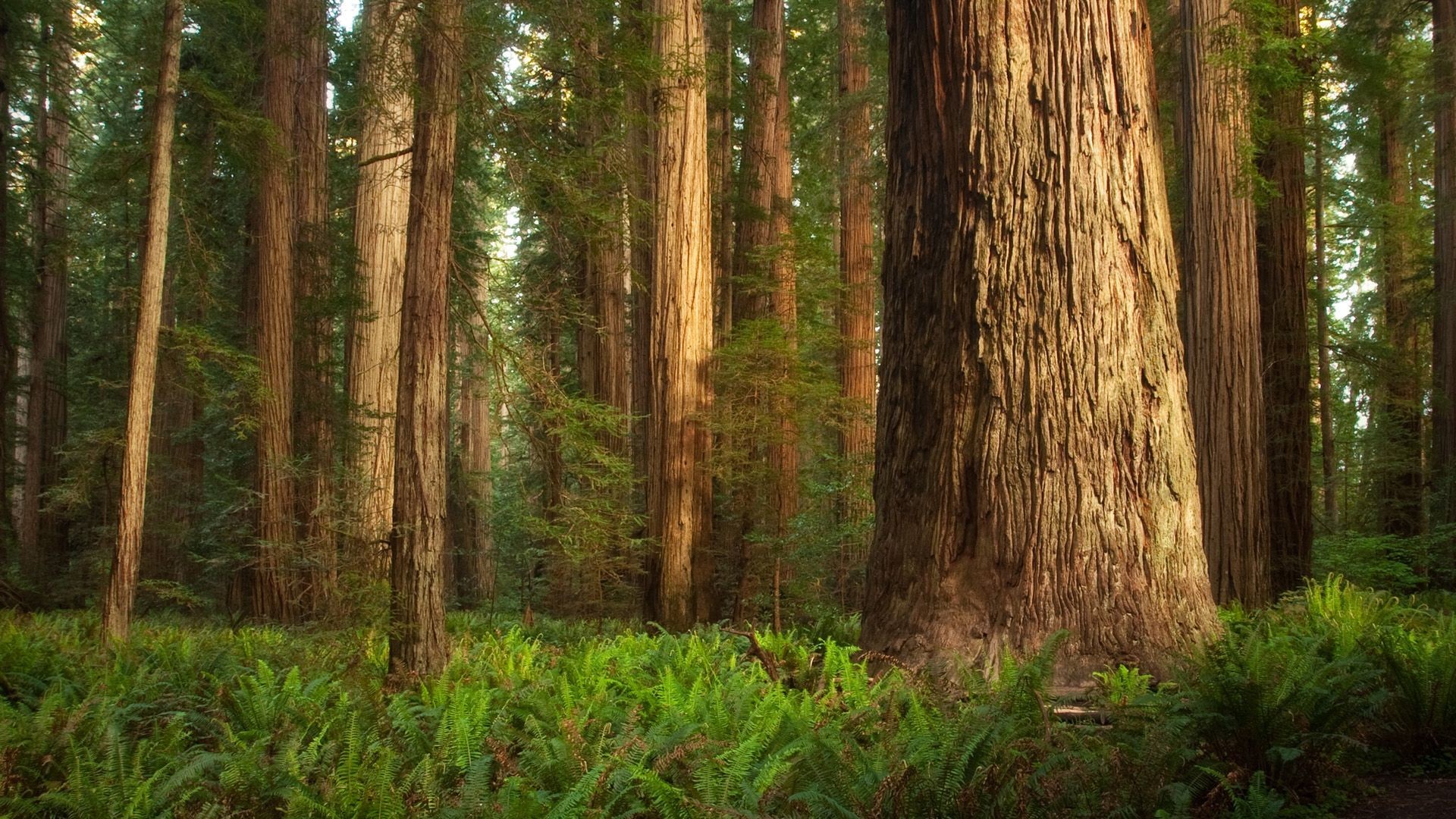 Wald Erde/natur Baum Redwood Grã¼n Wallpaper 
 Data-src - Redwood Forest Hd Background - HD Wallpaper 
