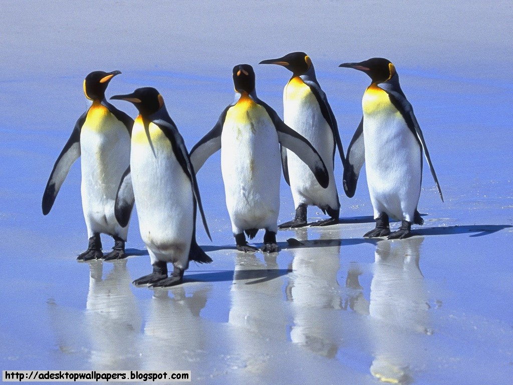 Funny Pinguin Animal Wallpapers, Pc Wallpapers, Free - Winter Ice Walk Like A Penguin - HD Wallpaper 