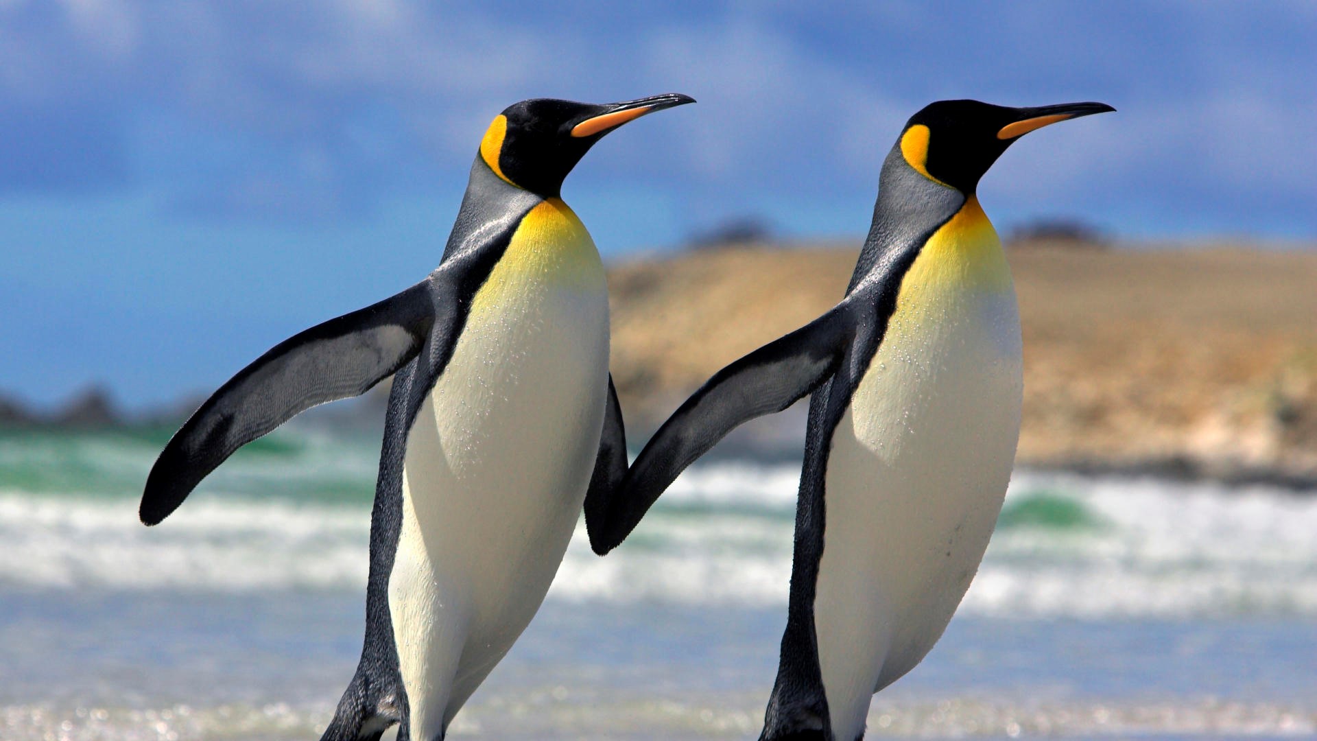 Black And White Two Penguins Bird Wallpapers For Desktop - Penguin Wallpaper Hd - HD Wallpaper 