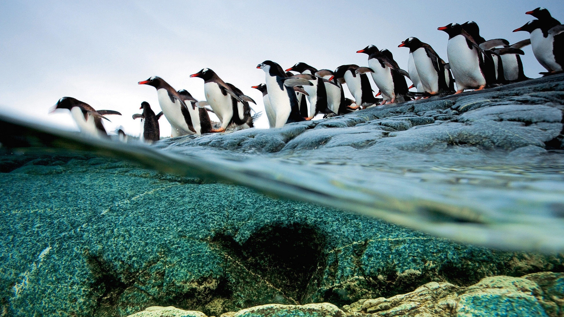 Penguin Backgrounds For Desktop - HD Wallpaper 
