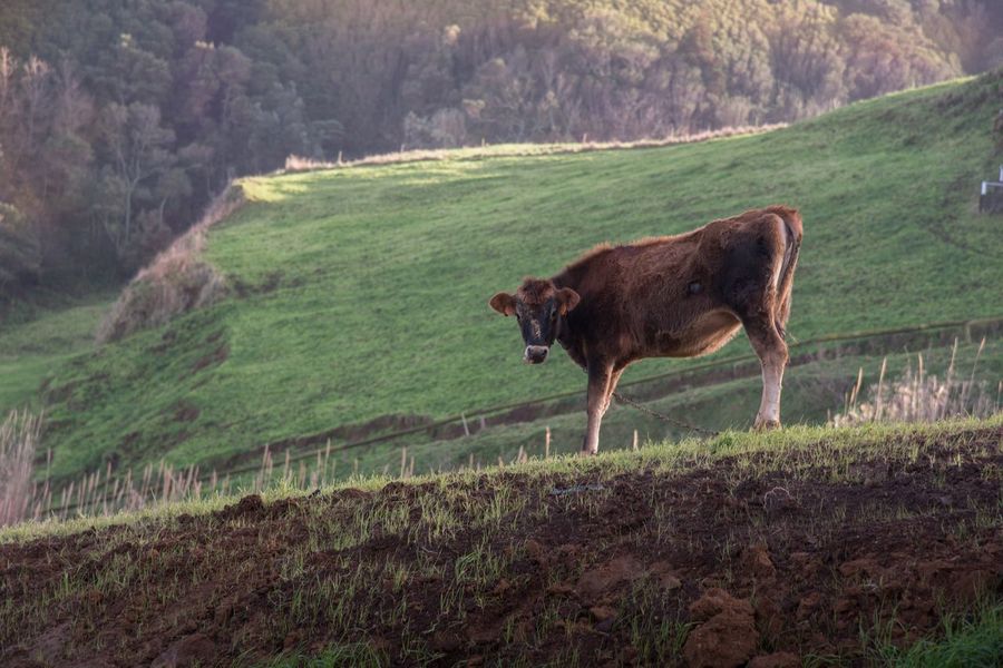 Dairy Cow - HD Wallpaper 