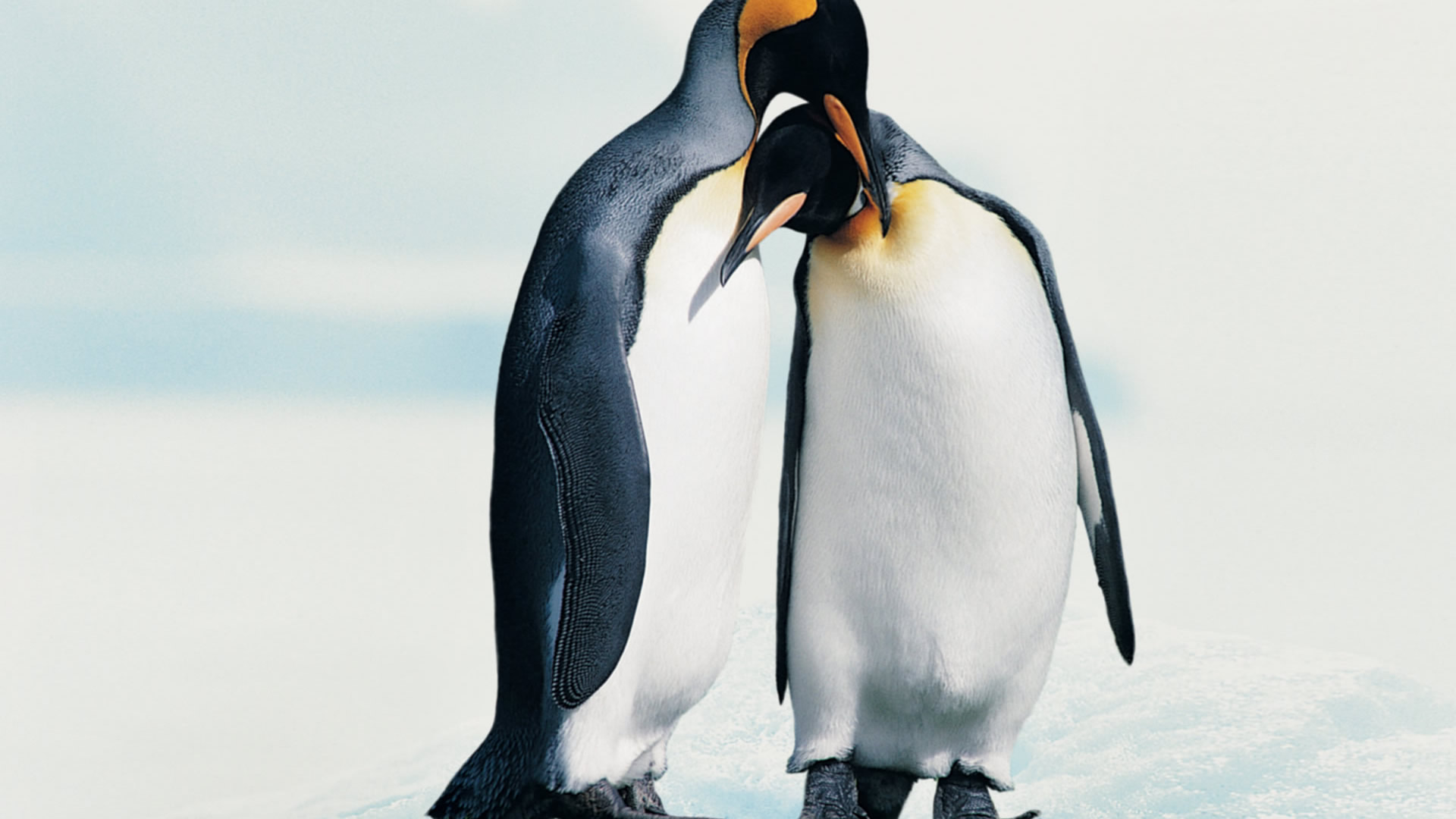 Penguin Wallpaper 13735 14149 Hd Wallpapers - Emperor Penguin Penguin Couple - HD Wallpaper 
