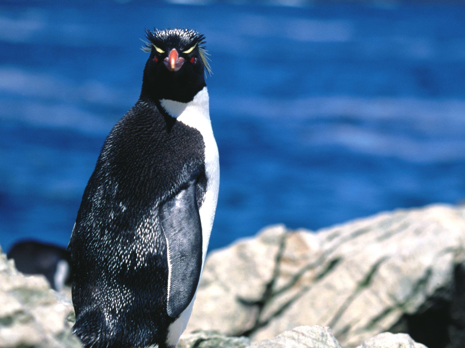 Rockhopper Penguin - HD Wallpaper 