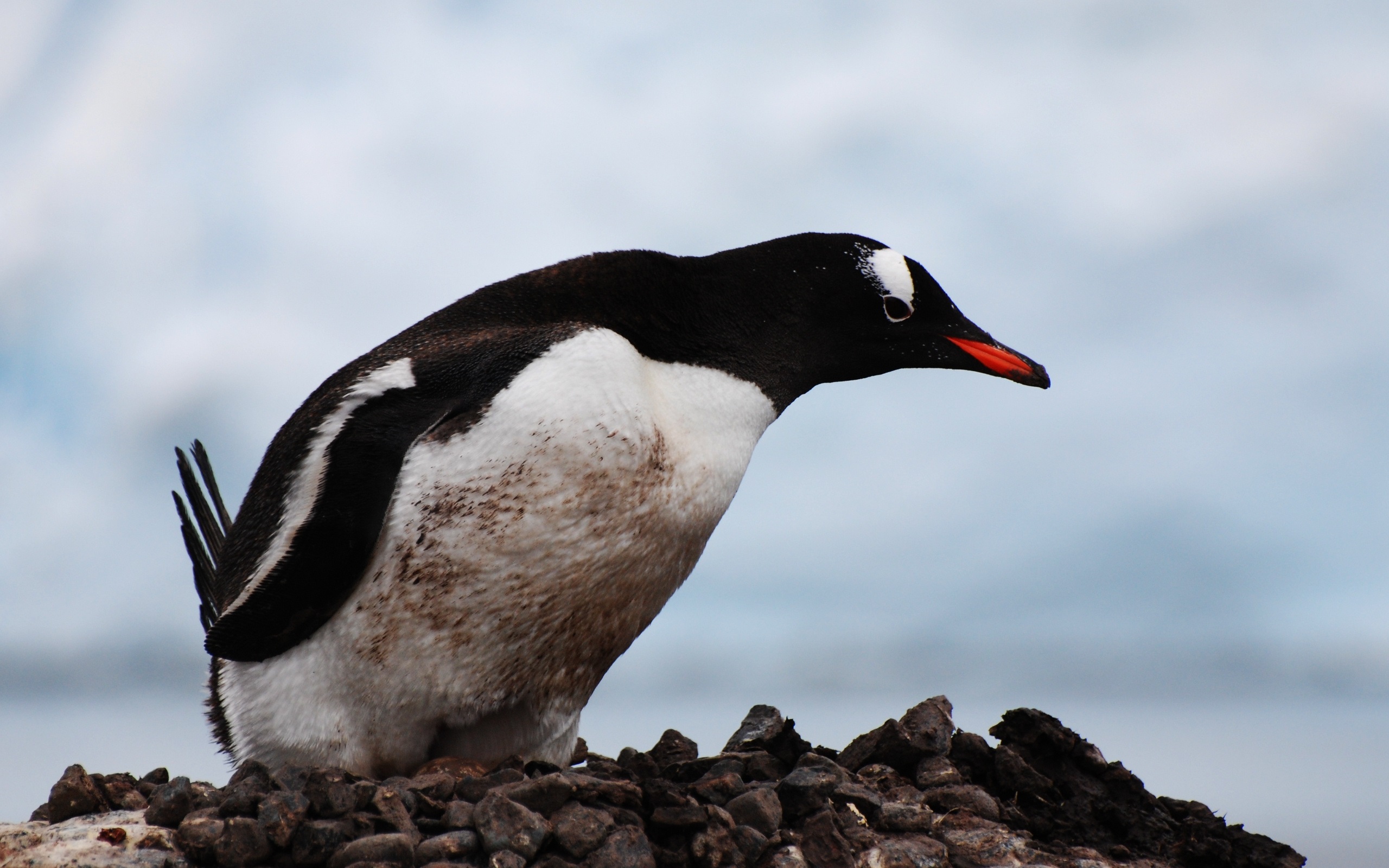 Wallpaper Penguin, Bird, Beak, Stones, Sky - Penguin Beak Color - HD Wallpaper 