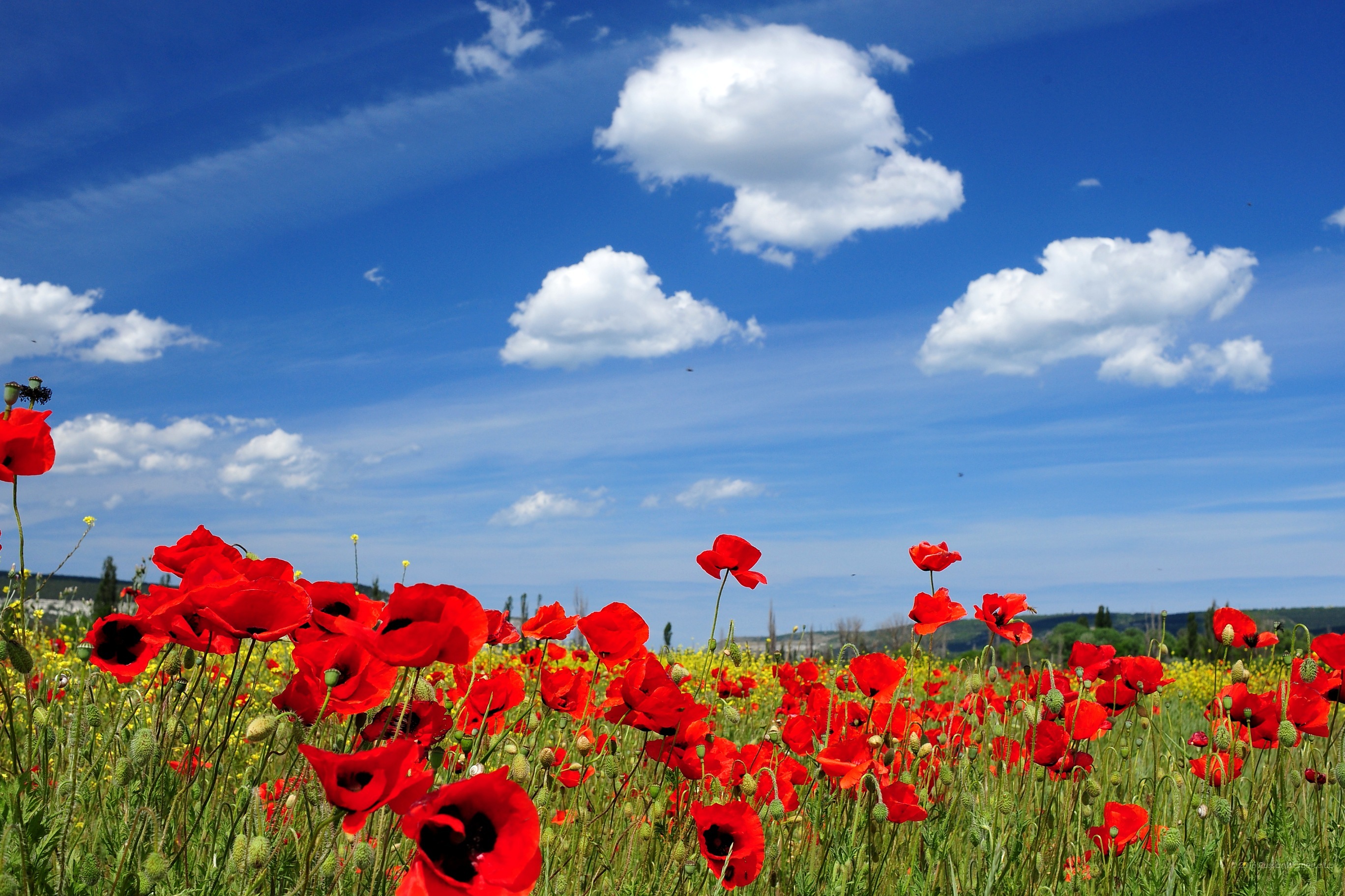 Surface Wallpaper Fonds Ecrans Fleurs Printemps 2736x14 Wallpaper Teahub Io