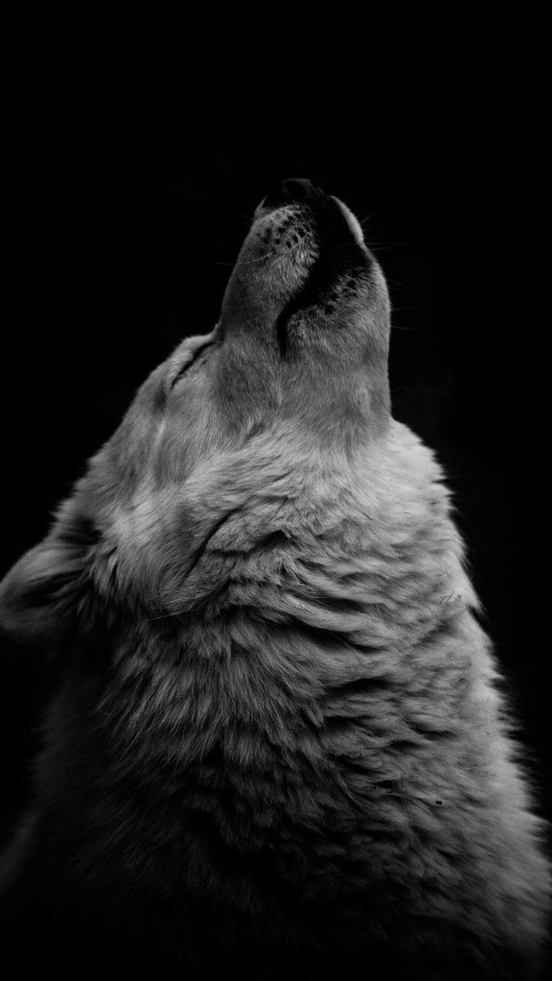 Wolf Wallpaper 4k Iphone 1080x1920 Wallpaper Teahub Io