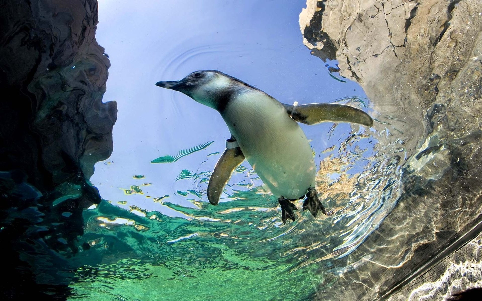 Download Hd Penguin Desktop Wallpaper Id - Underwater Desktop Wallpaper Penguins - HD Wallpaper 