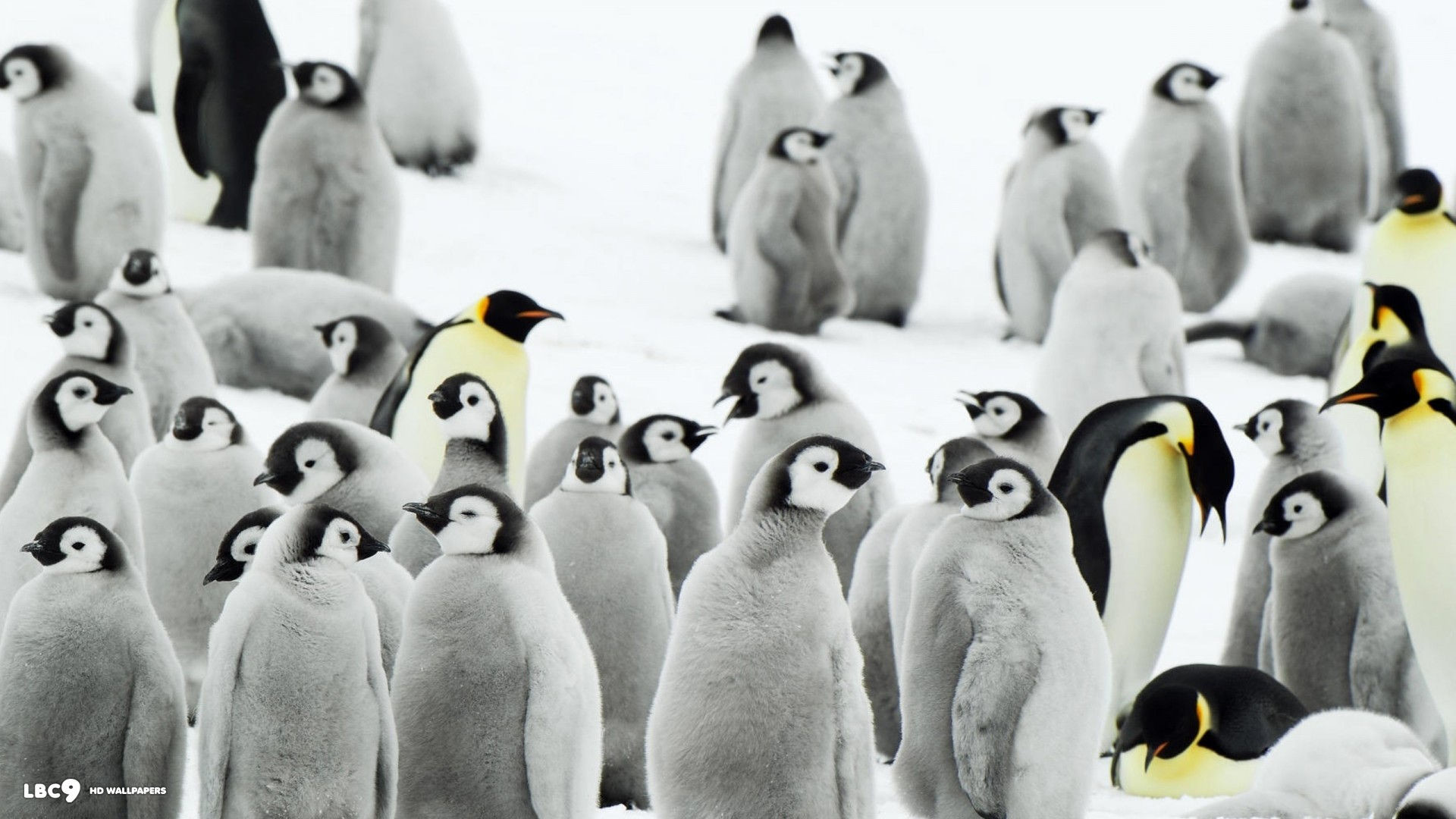 Penguins Wallpaper 1080p - Penguin Wallpaper 1080p - HD Wallpaper 