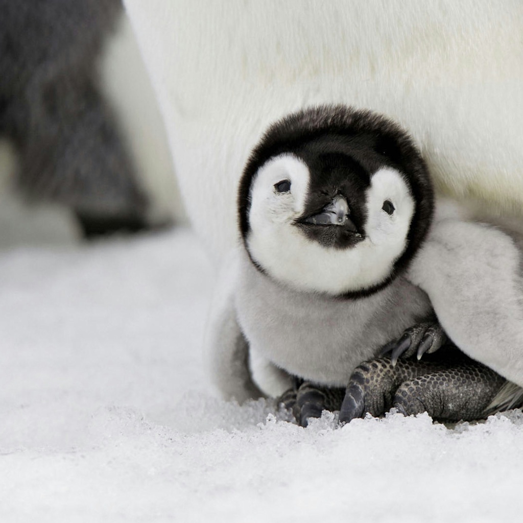 Cute Baby Penguins - HD Wallpaper 