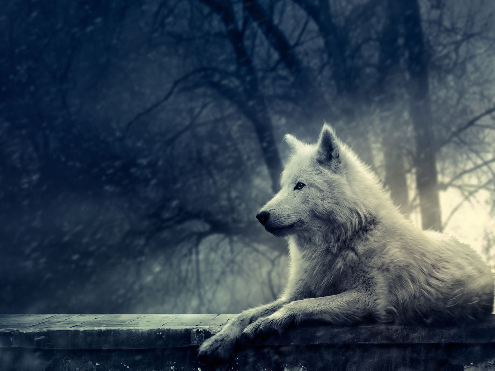 Wolf Background - HD Wallpaper 