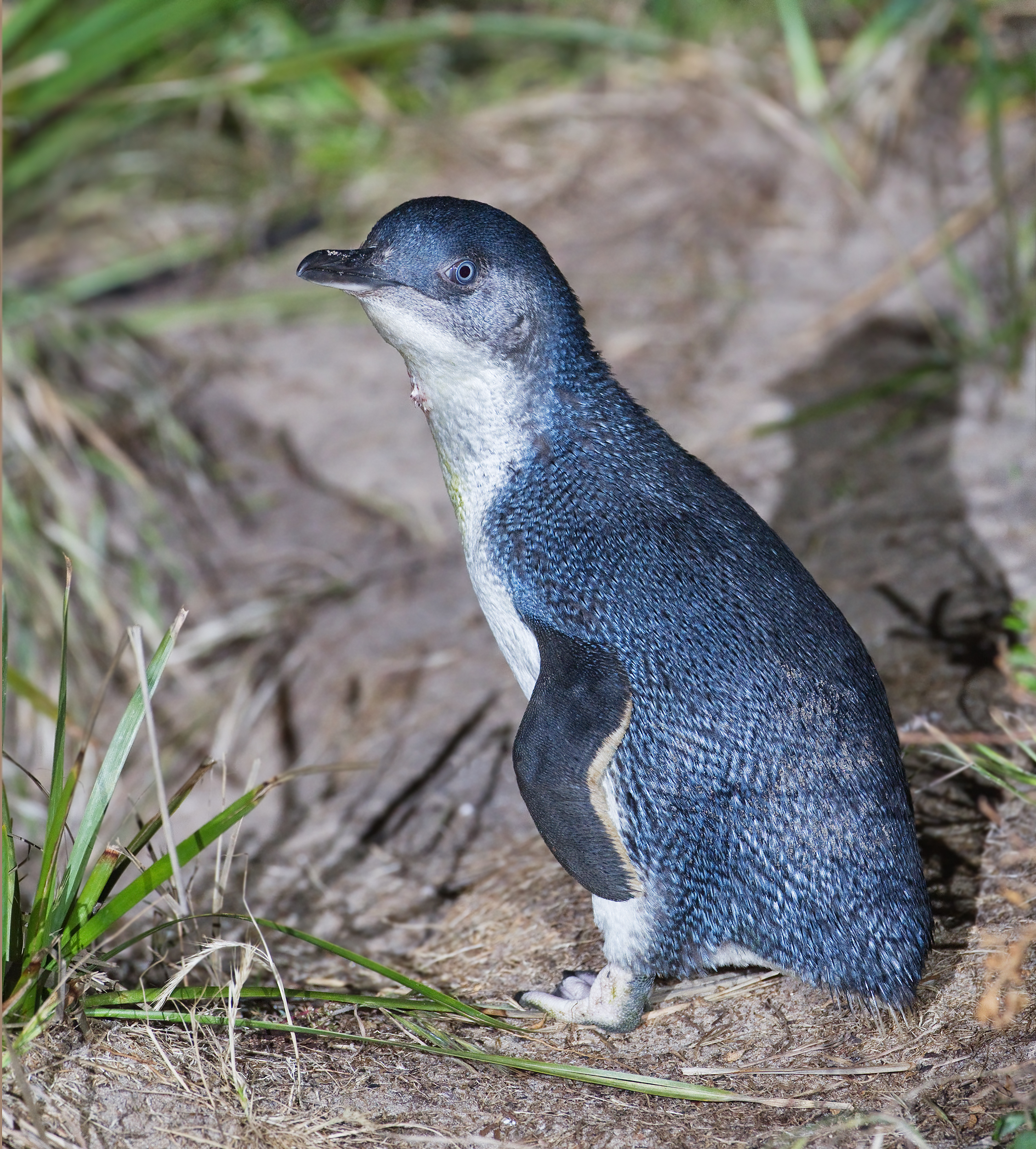 Fairy Penguin Wallpaper - Little Blue Penguin - HD Wallpaper 