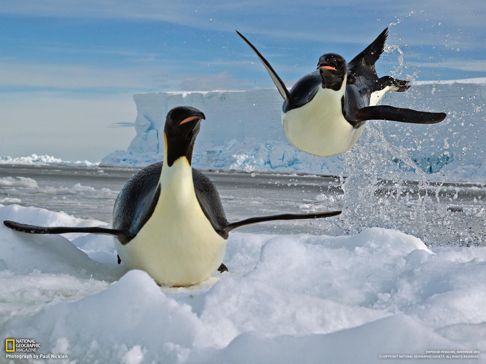 Nice Images Collection - Emperor Penguin Home - HD Wallpaper 