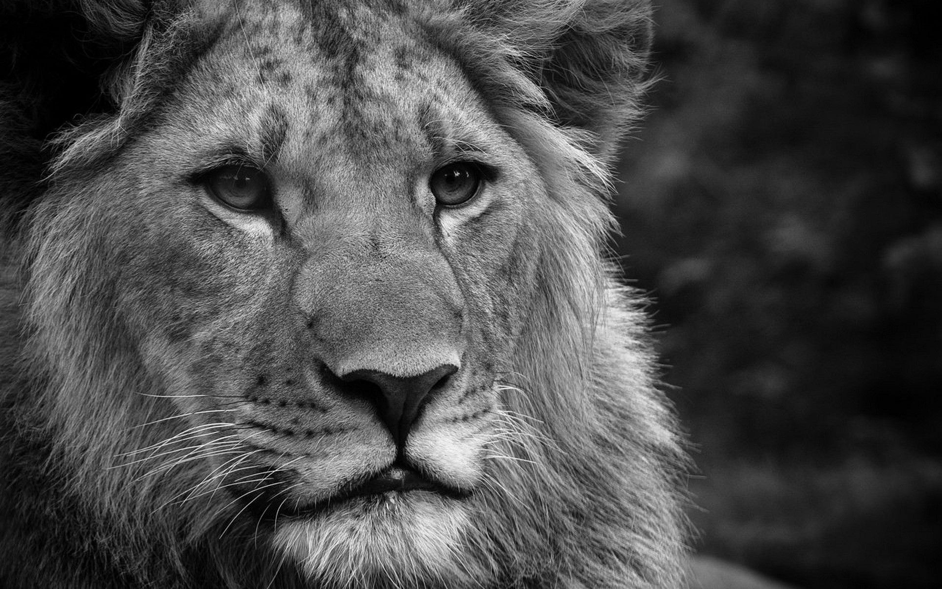 Black And White Lion Face - HD Wallpaper 