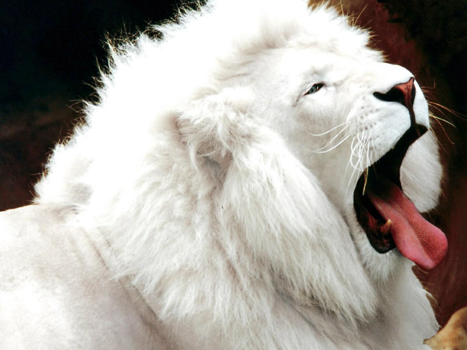 White Lion - HD Wallpaper 