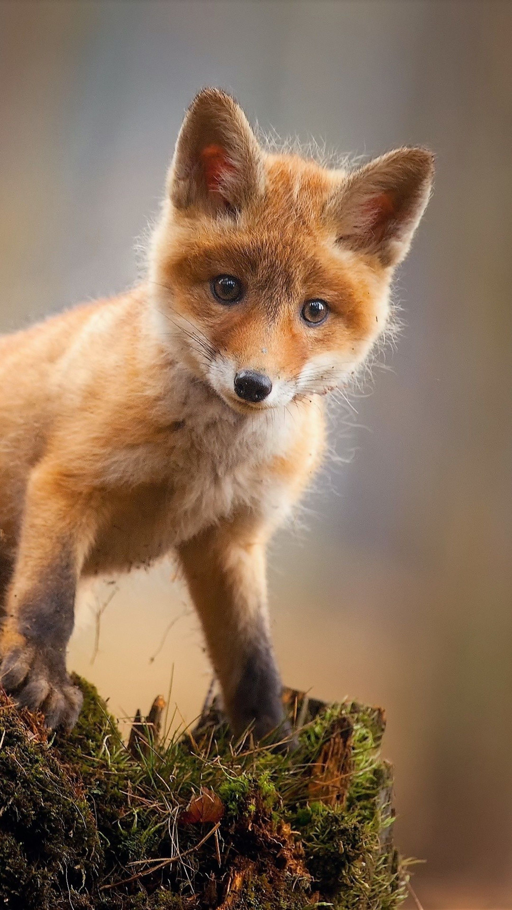 Fox Backgrounds - HD Wallpaper 
