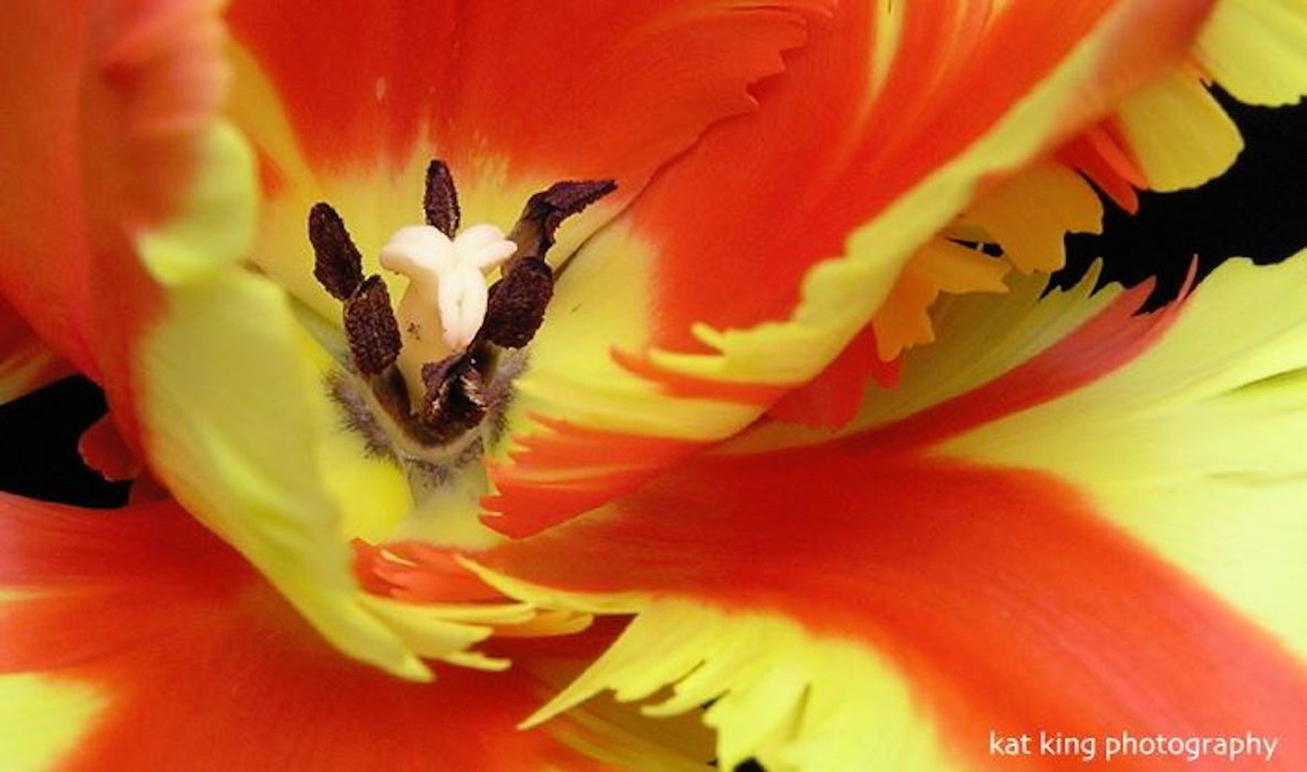 Необычные Цветы - HD Wallpaper 