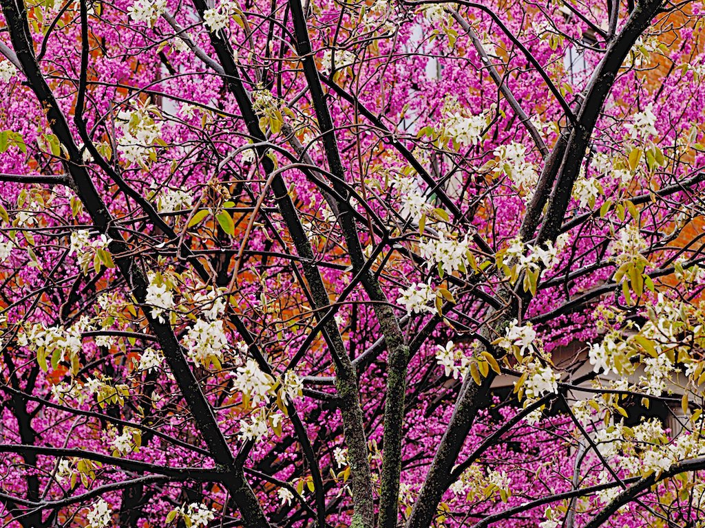 Floral Design - HD Wallpaper 