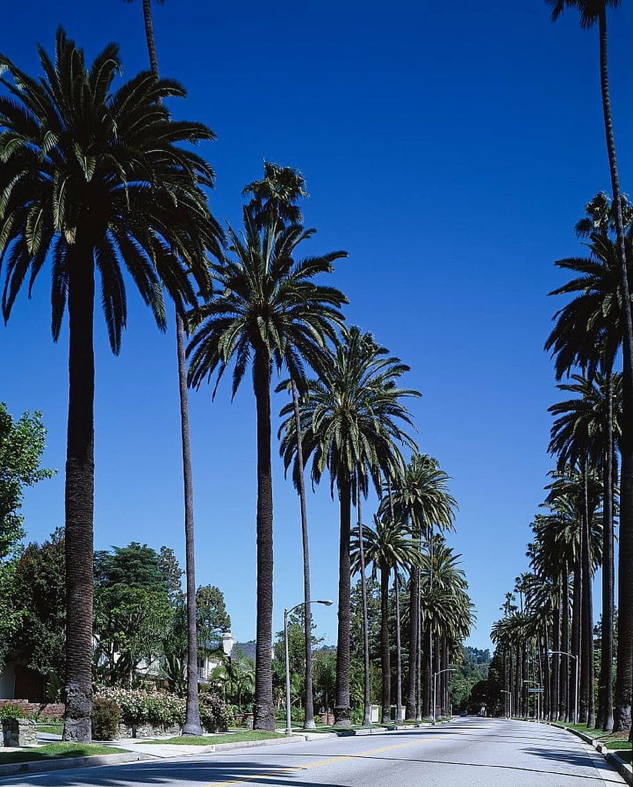 Palm Trees During Daytime, Street, Beverly Hills, Bel - Pasadena Palm Trees - HD Wallpaper 