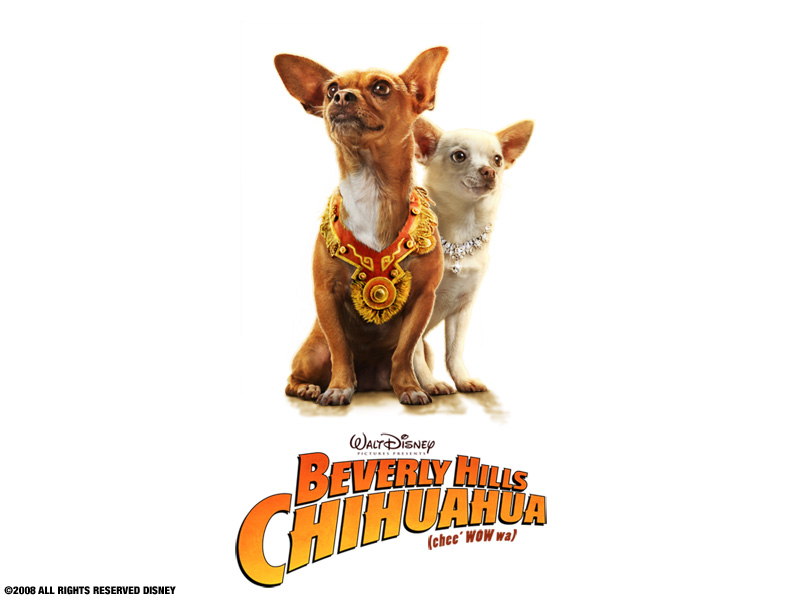 Drew Barrymore In Beverly Hills Chihuahua Wallpaper - Beverly Hills Chihuahua (2008) - HD Wallpaper 