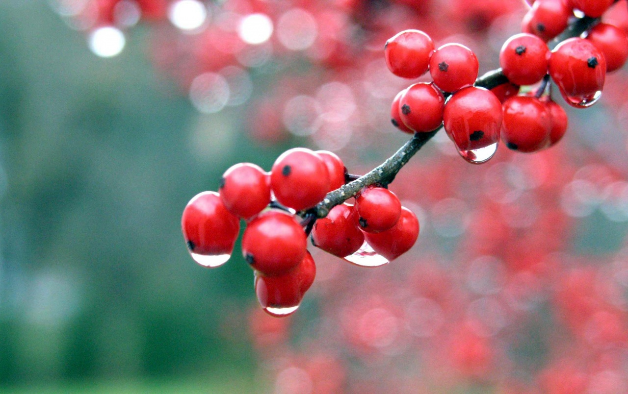 Red Berries Wallpapers - Hd Wallpapers Of Fruits - HD Wallpaper 