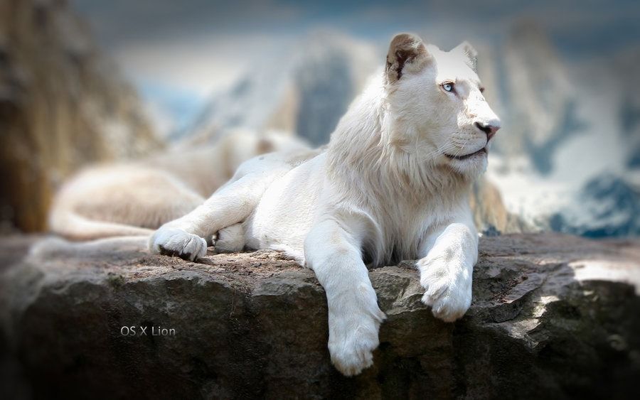 Beautiful Lions - HD Wallpaper 