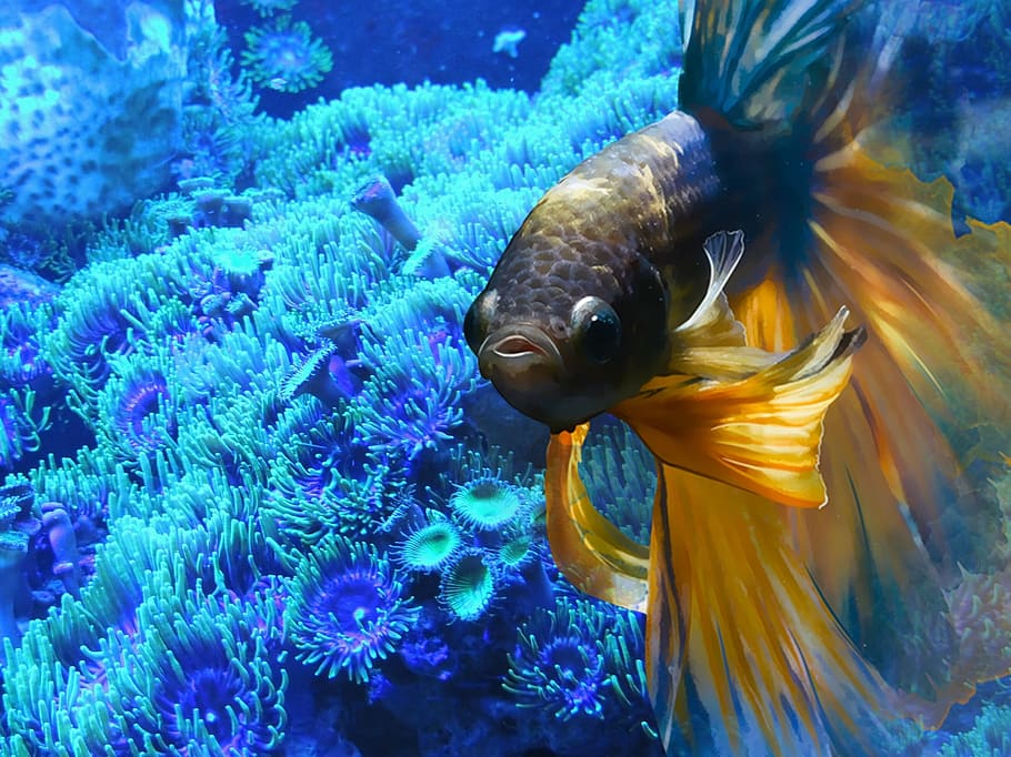 Yellow And Black Beta Fish, Underwater, Aquarium, Swim, - Fische Unter Wasser - HD Wallpaper 