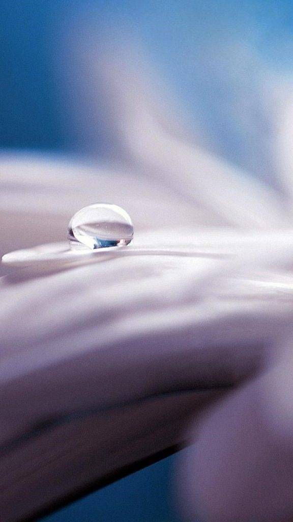 Water Drop Flower Wallpaper - Macro Photography - HD Wallpaper 