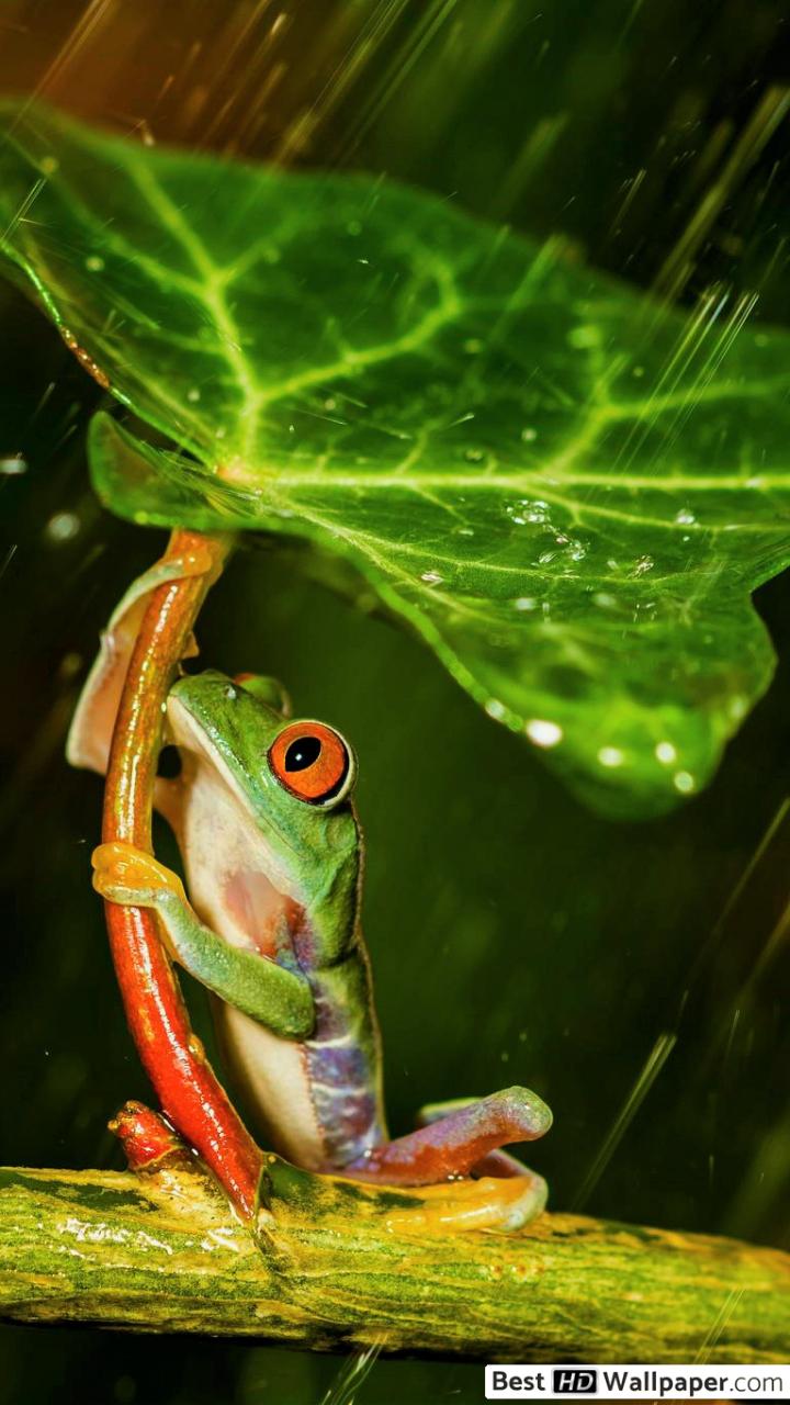 Animals Sheltering From Rain - HD Wallpaper 