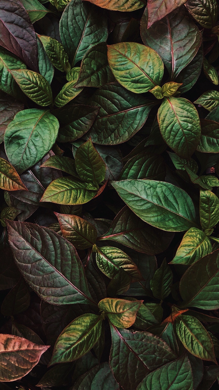 Wallpaper Leaves, Plant, Green, Shine - Phone Wallpaper Plants - HD Wallpaper 