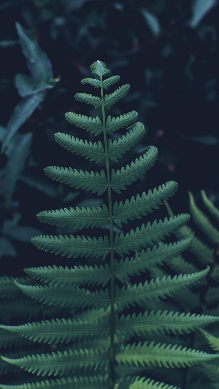 Wallpaper Fern, Leaves, Carved, Green, Plant, Vegetation - Leaves - HD Wallpaper 