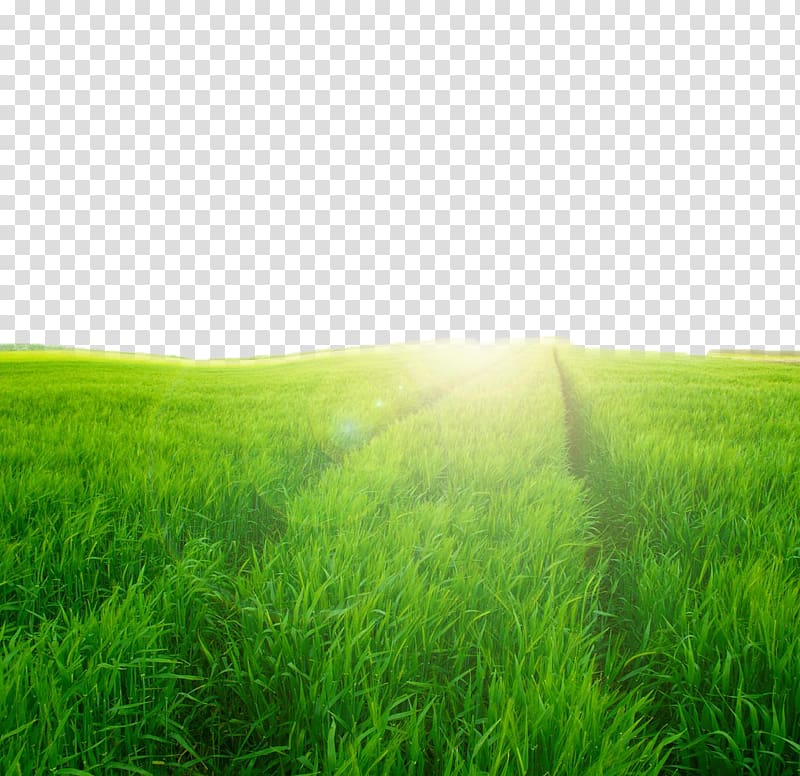 Green Grass Field , Lawn Grassland Ecosystem Green - Grass Field Background - HD Wallpaper 