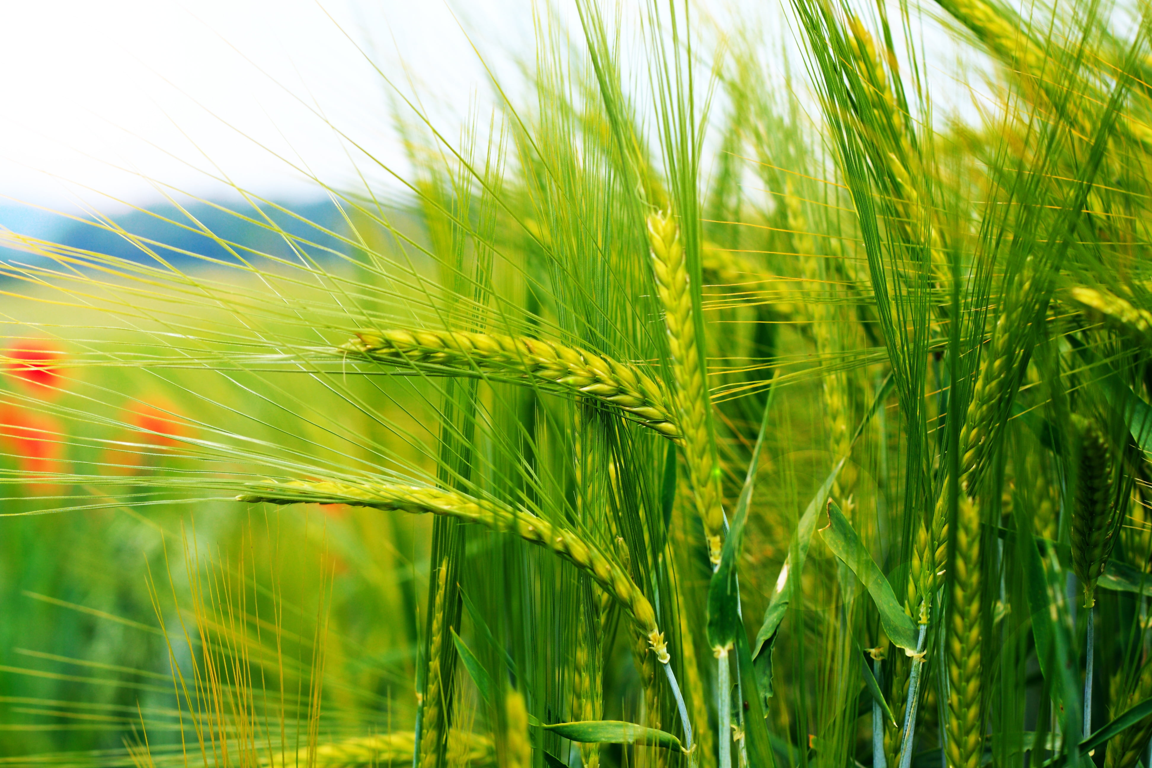 Green Wheat - HD Wallpaper 