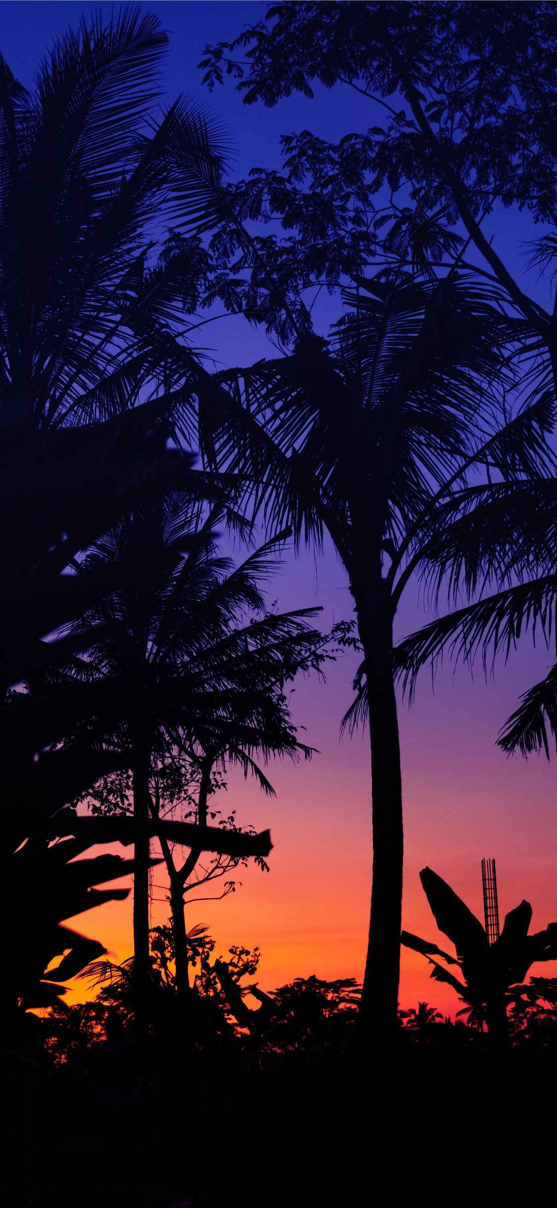 Palm Tree Iphone 11 - HD Wallpaper 